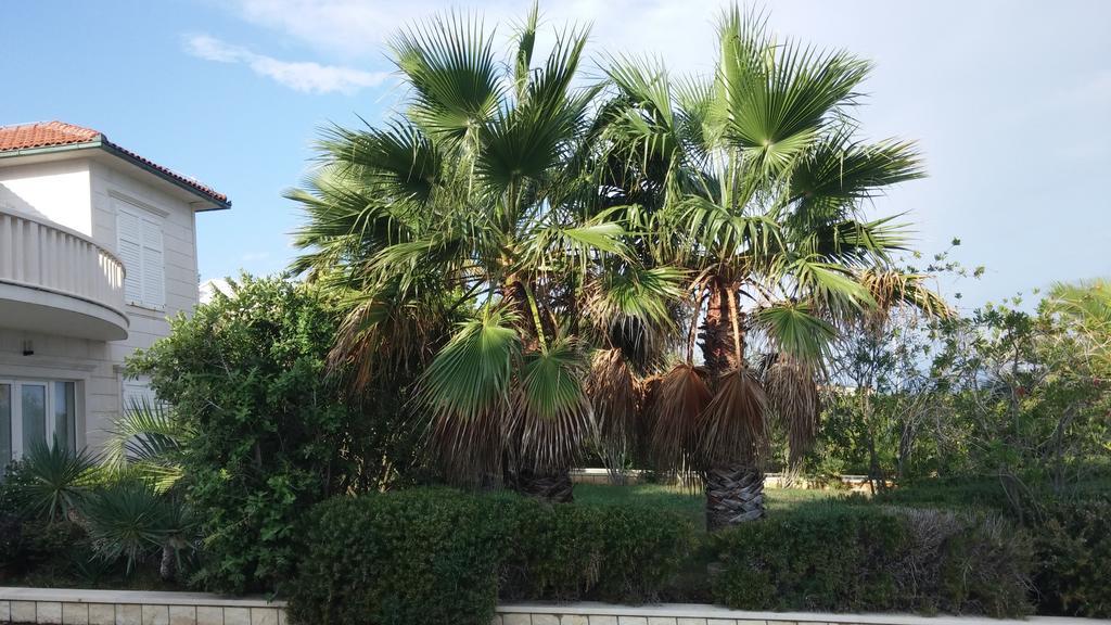 Apartments On Gorana Pavlova 24 Sutivan Εξωτερικό φωτογραφία